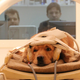 Illustration for article titled Why the Brains of Dogs and Humans Are More Similar Than You Think